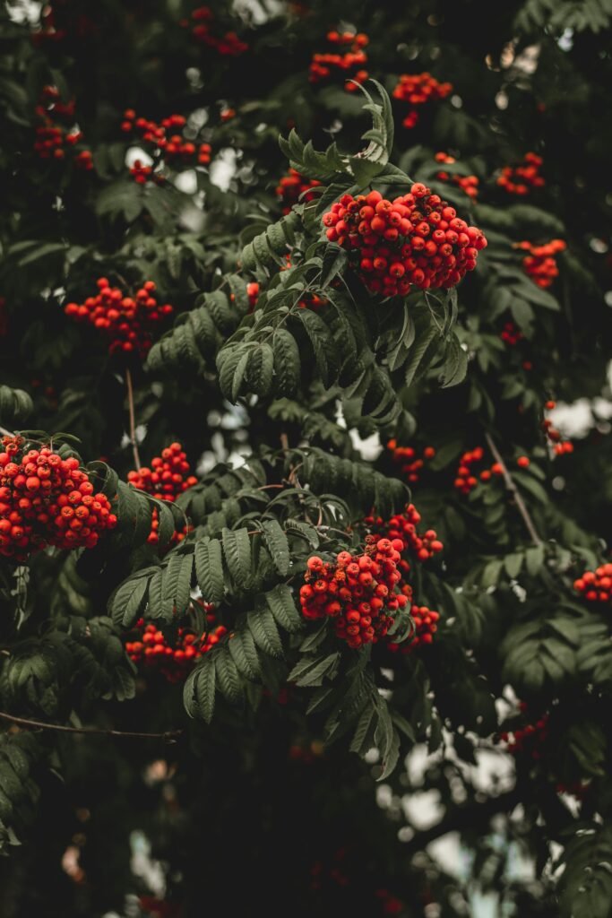 pexels-photo-1587839-1587839 Vibrant red rowan berries cluster amidst green leaves in this rich outdoor photo.